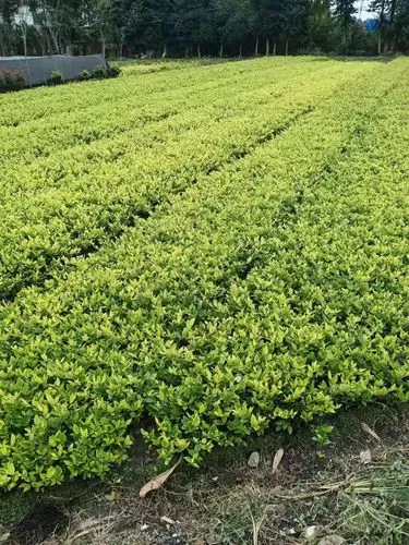 网球拍碳素和合金哪个好